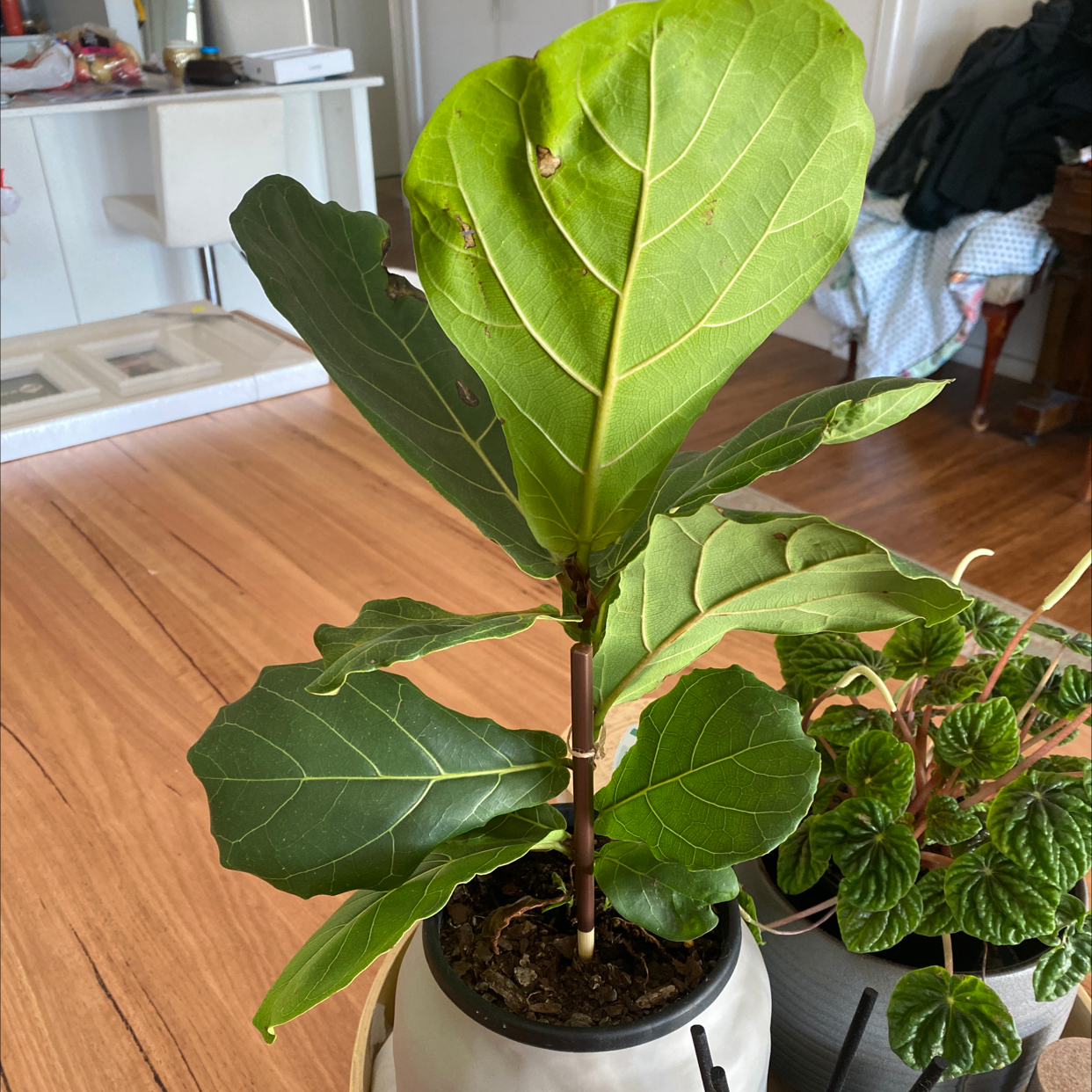 Fiddle Leaf Fig plant photo by @Turkeybutter12 named Clyde on Greg, the plant care app.