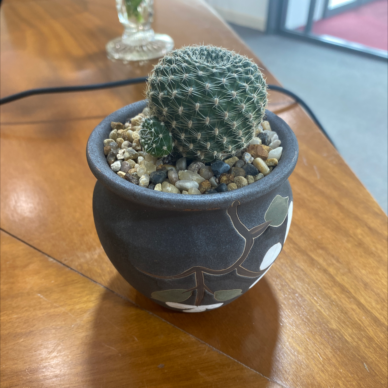 Hooked Cactus plant photo by @Turkeybutter12 named Clytemenstra on Greg, the plant care app.