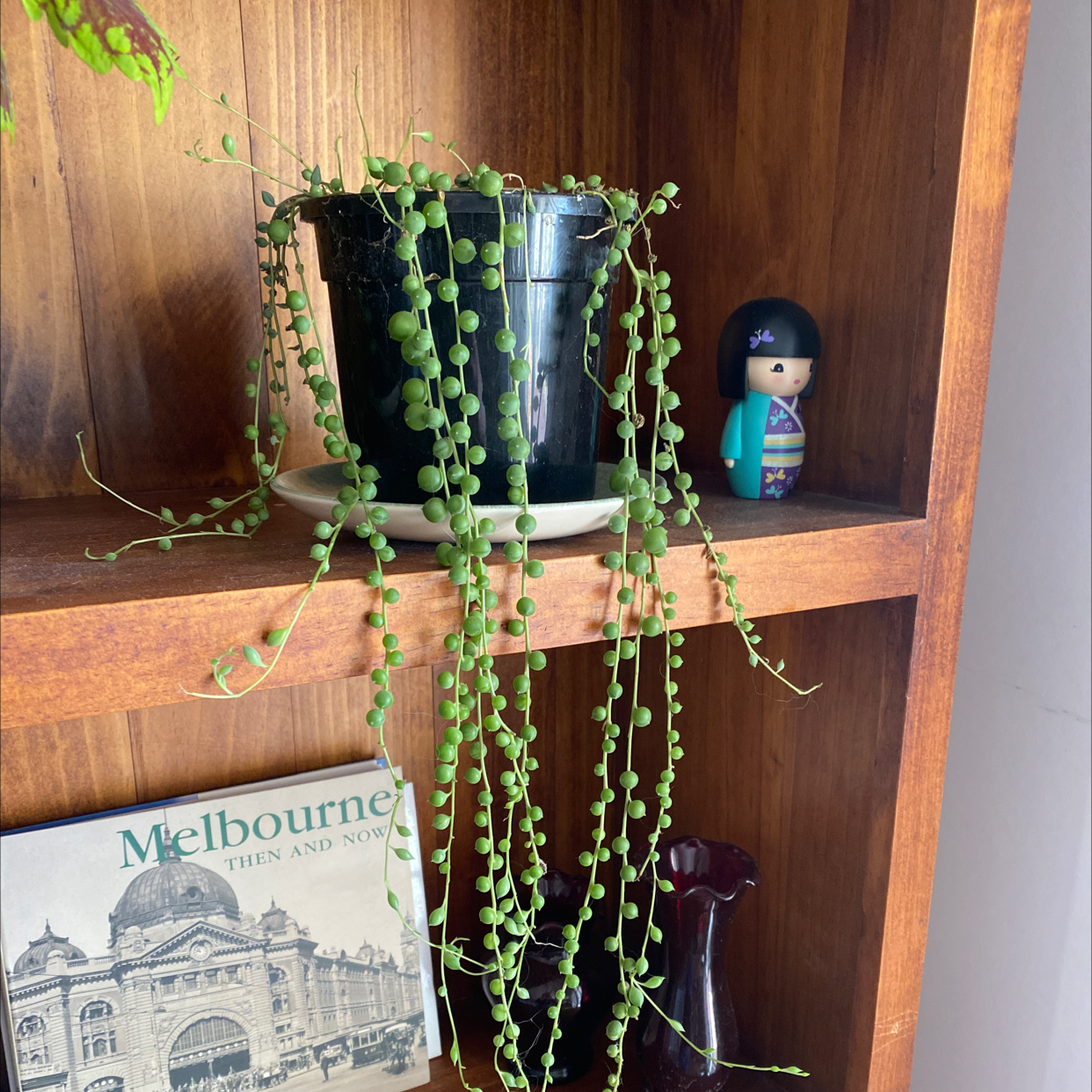 String of Pearls plant photo by @Turkeybutter12 named Sol on Greg, the plant care app.