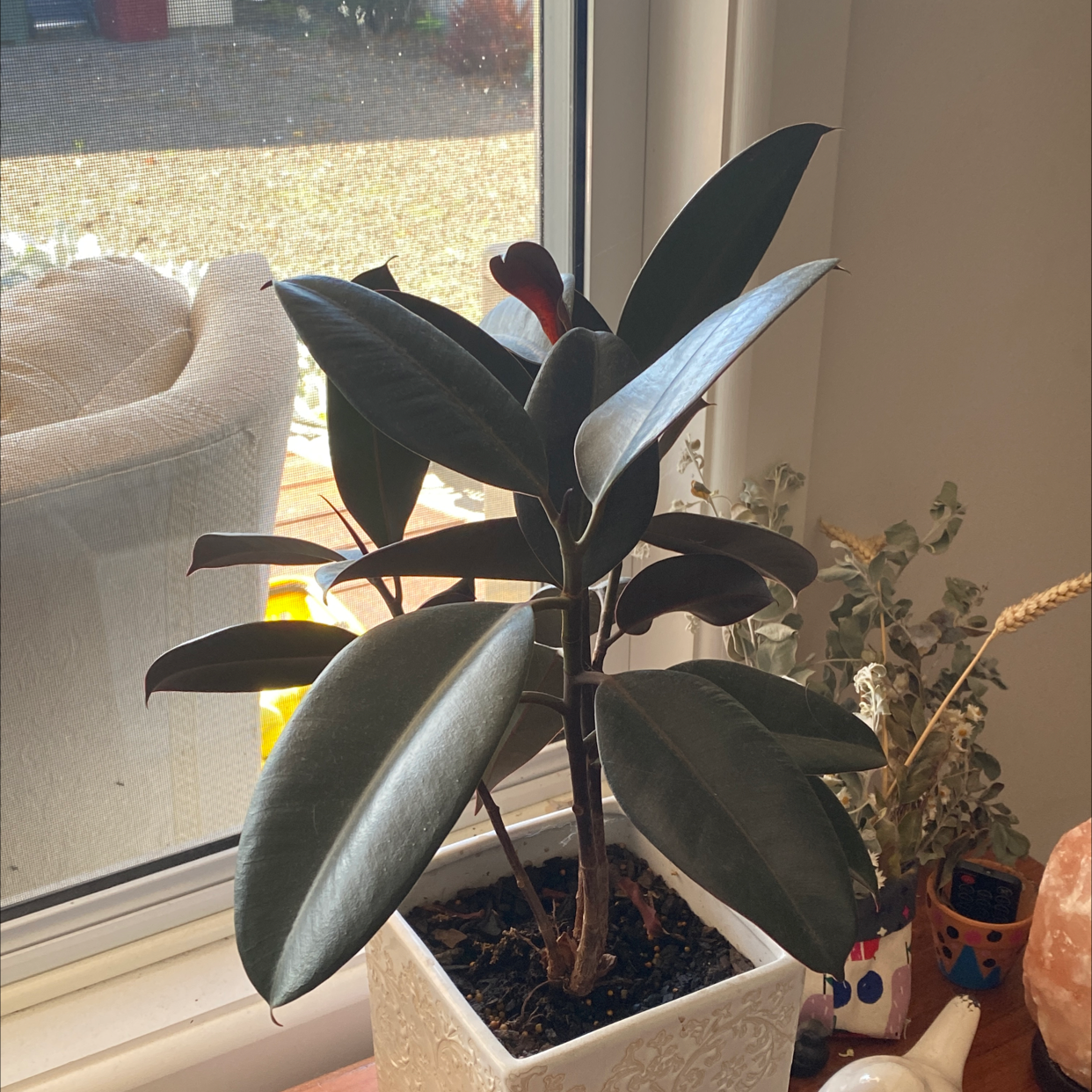 Rubber Plant plant photo by @Turkeybutter12 named Boris on Greg, the plant care app.