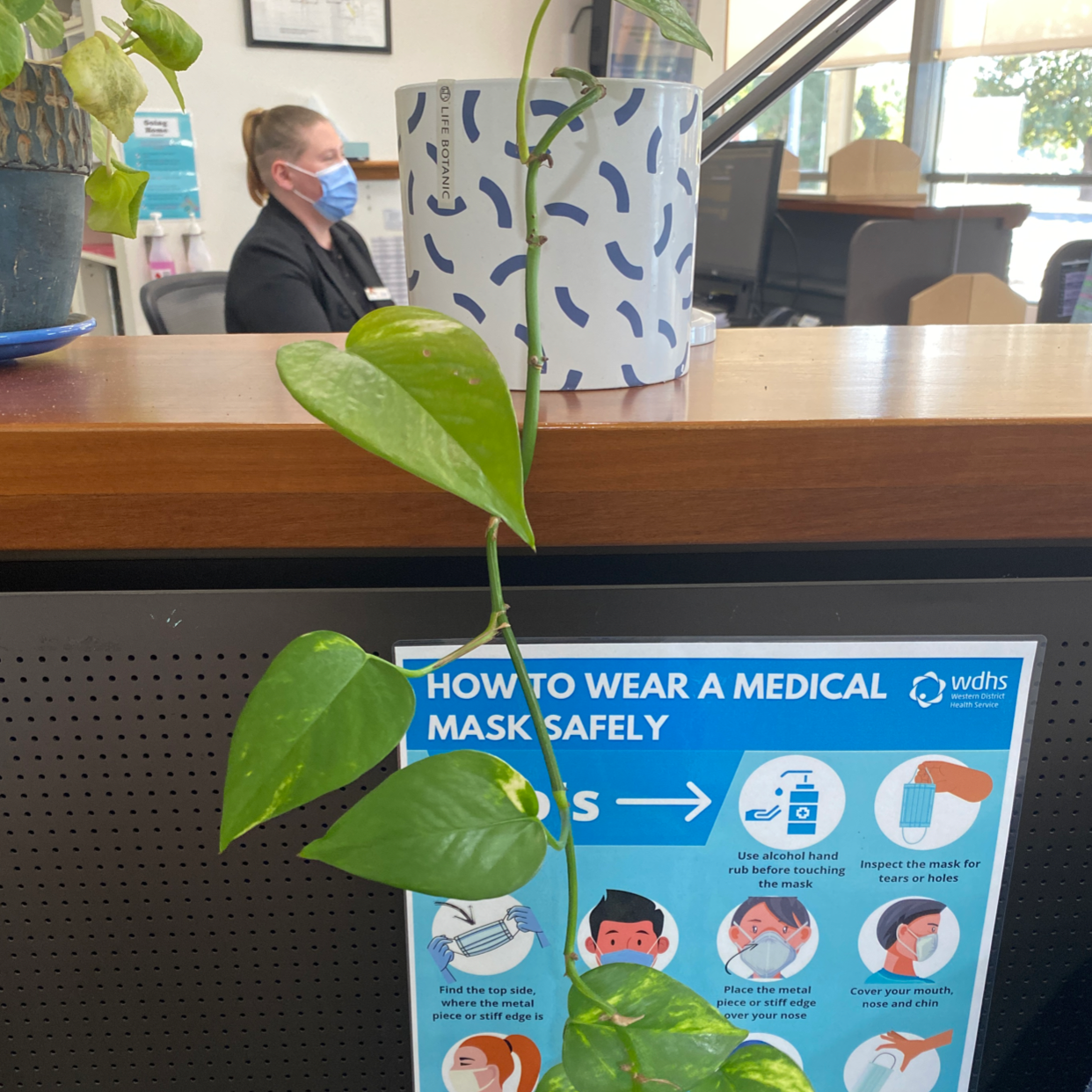 Taro Vine plant photo by @Turkeybutter12 named Freda on Greg, the plant care app.