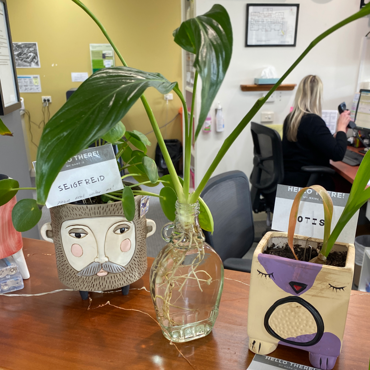 Peace Lily plant photo by @Turkeybutter12 named Verlette on Greg, the plant care app.