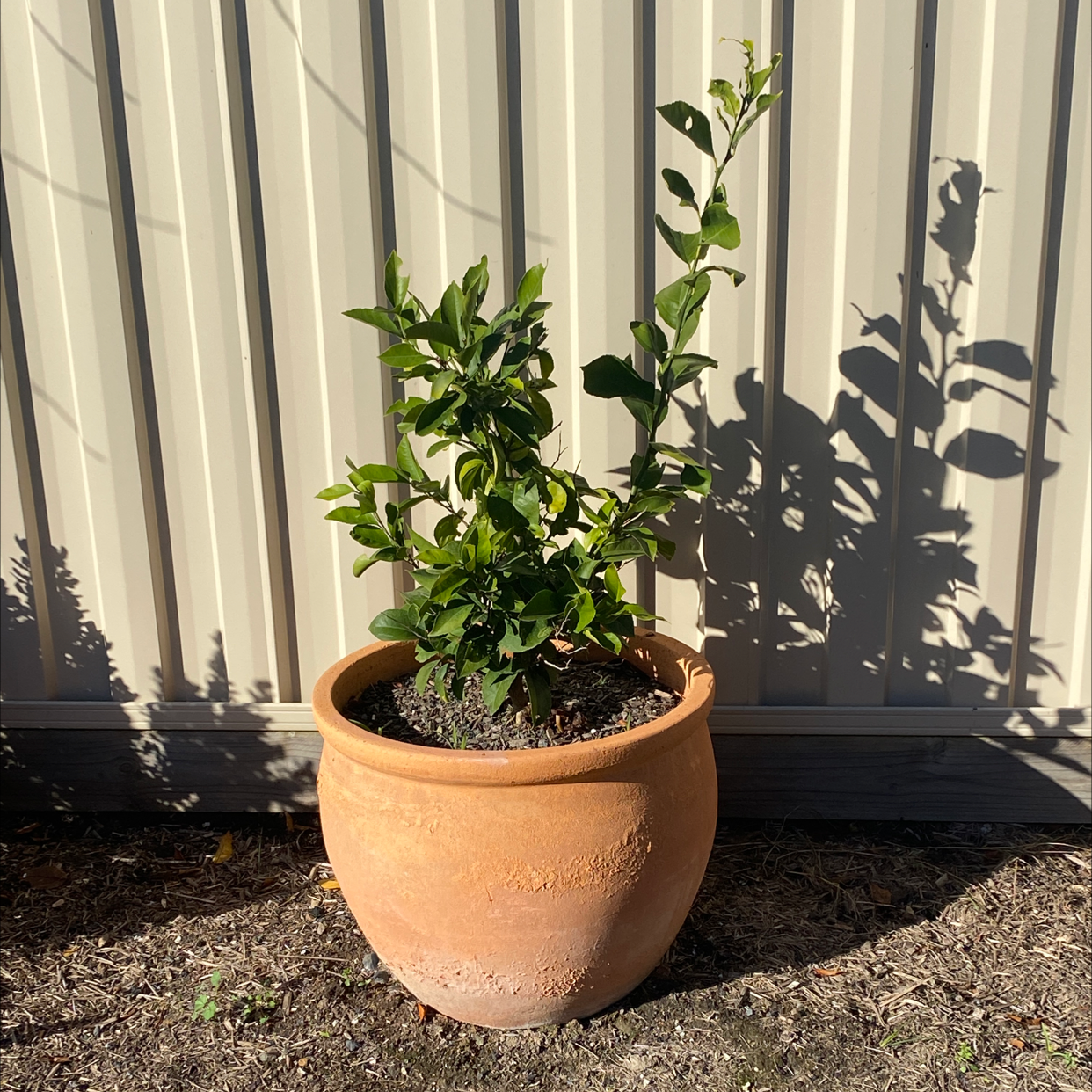 Potted orange tree outdoors against a fence, healthy green leaves.