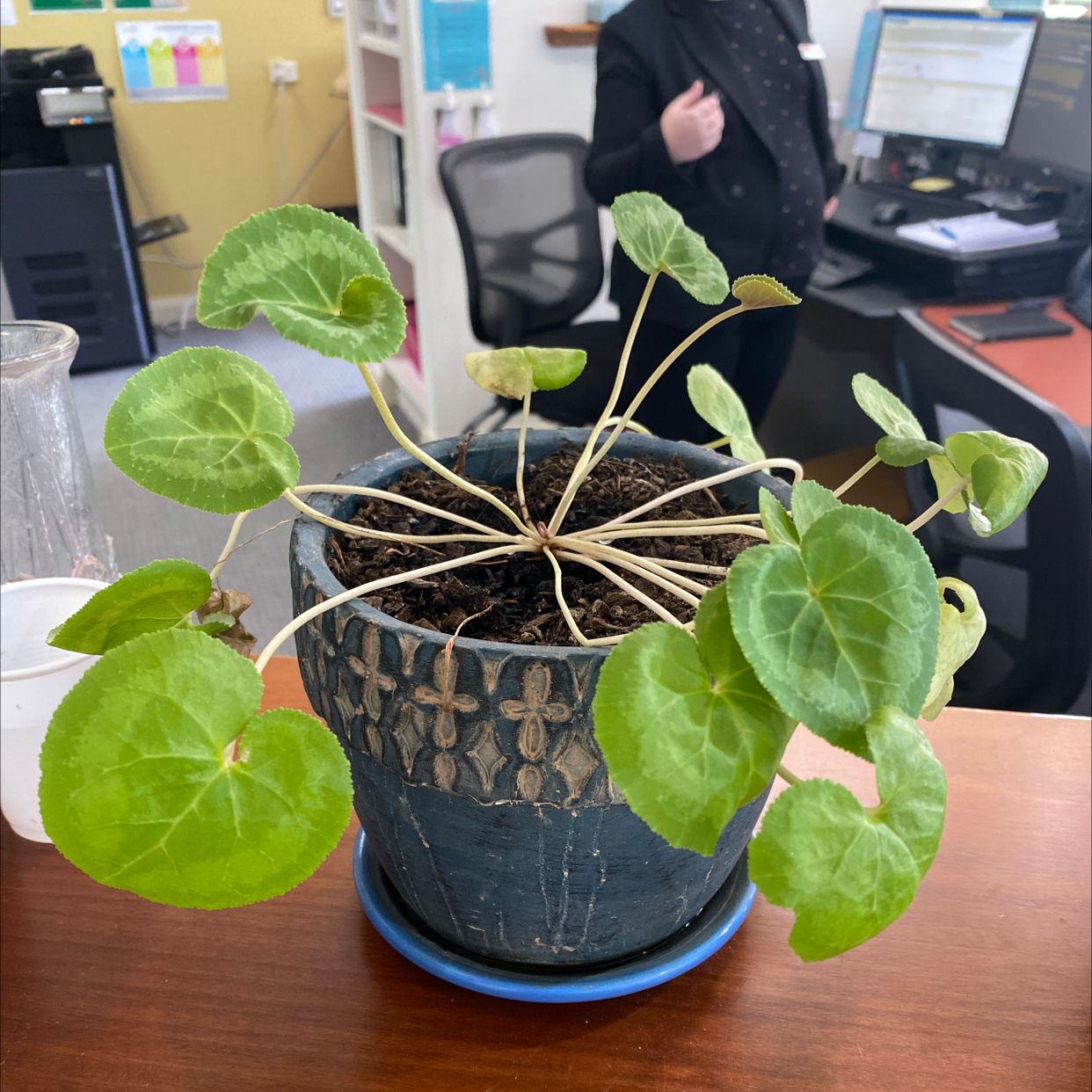 Persian Cyclamen plant photo by @Turkeybutter12 named Bjorn on Greg, the plant care app.