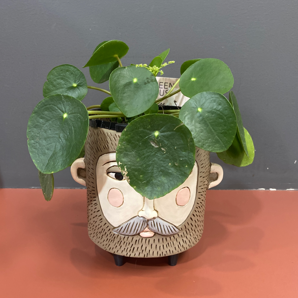 Chinese Money Plant plant photo by @Turkeybutter12 named Seigfreid on Greg, the plant care app.