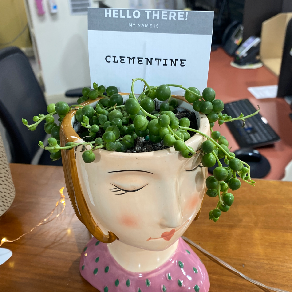 String of Pearls plant photo by @Turkeybutter12 named Clementine on Greg, the plant care app.