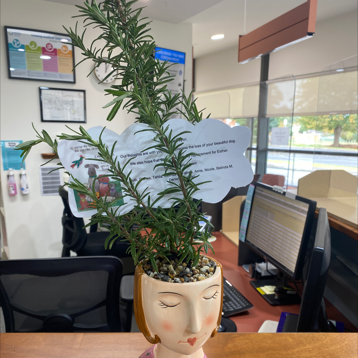 Rosemary plant photo by @Turkeybutter12 named Esther II on Greg, the plant care app.