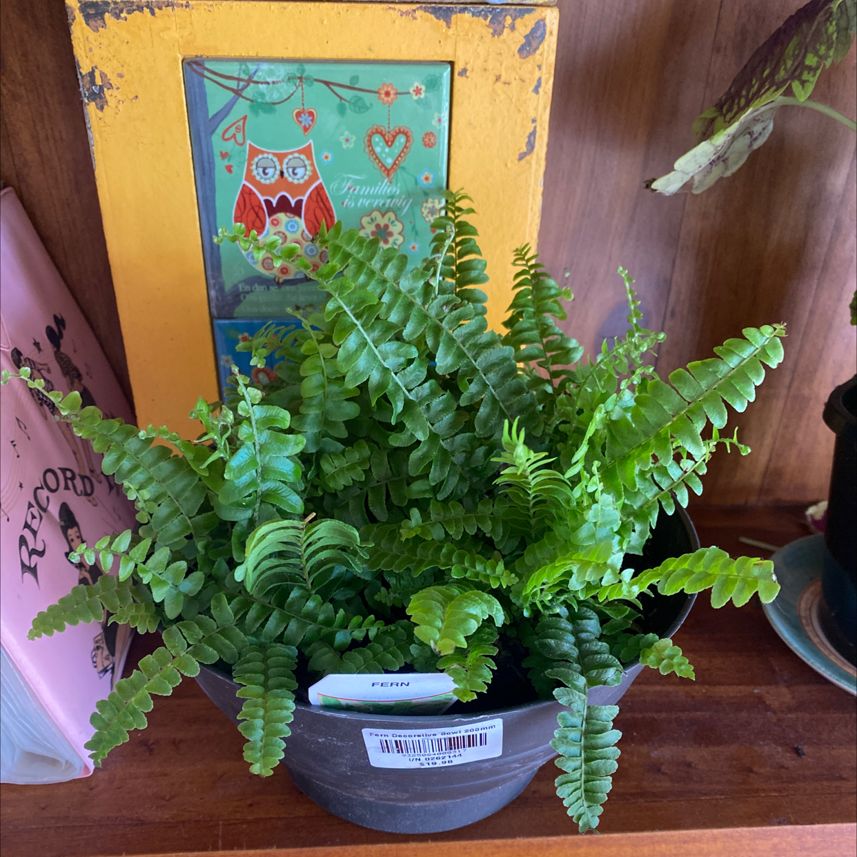 Boston Fern plant photo by @Turkeybutter12 named Leaf on Greg, the plant care app.