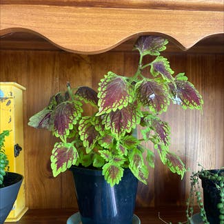 Coleus plant in Somewhere on Earth