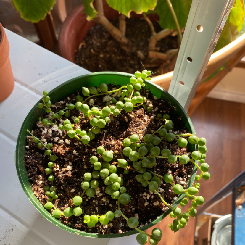 String of Pearls plant photo by @Darbz2 named Nana on Greg, the plant care app.