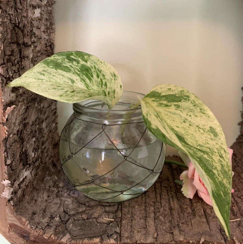 Marble Queen Pothos plant photo by @petaltothemetal named Apollo on Greg, the plant care app.