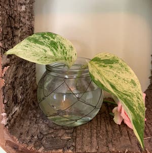 Marble Queen Pothos plant photo by Petaltothemetal named Apollo on Greg, the plant care app.