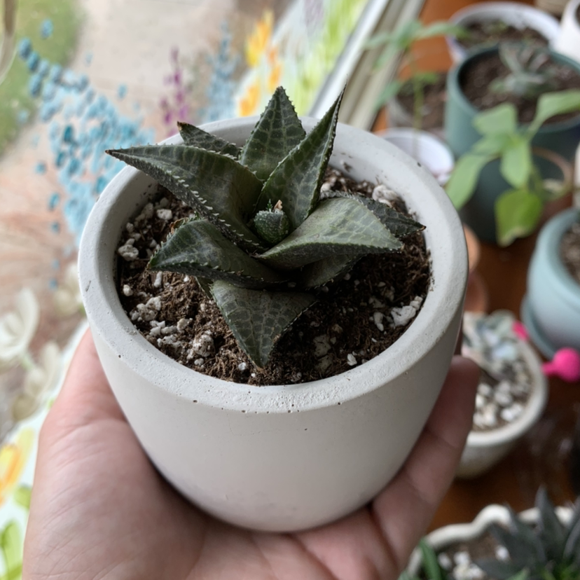 Veined Haworthia plant in a white pot held by a hand, with visible soil.