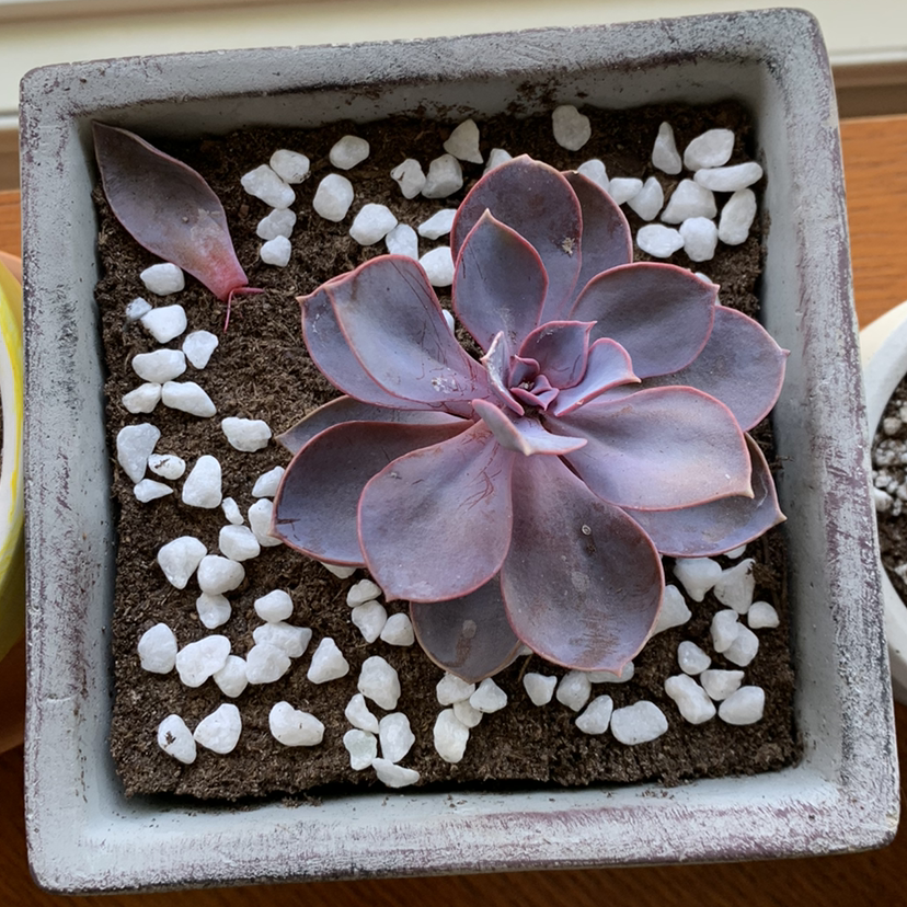 Photo of the plant species Echeveria 'Purple Pearl' by @petaltothemetal named Your plant on Greg, the plant care app