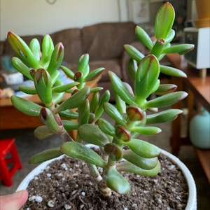 Finger Jade plant photo by @petaltothemetal named Gollum on Greg, the plant care app.