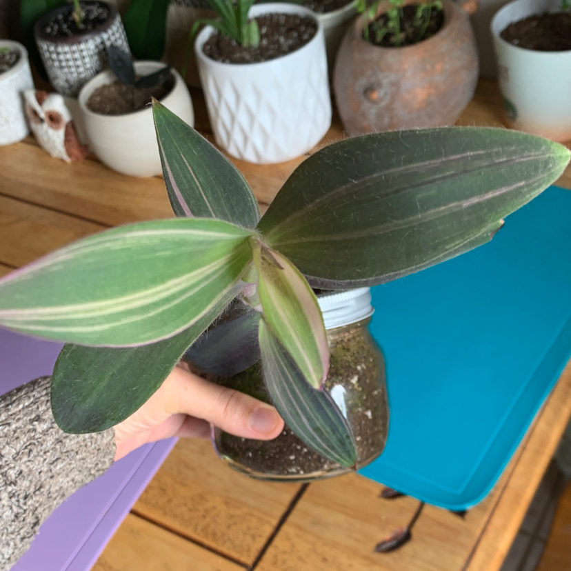 Photo of the plant species Pink Stripe Spiderwort by @petaltothemetal named Your plant on Greg, the plant care app