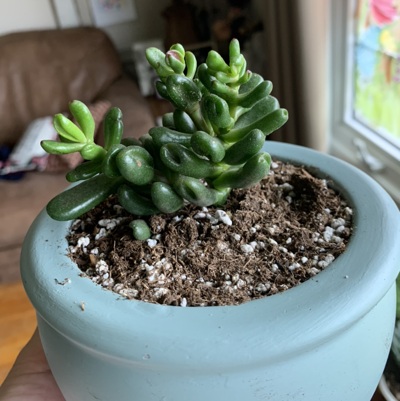 Finger Jade plant photo by @petaltothemetal named Bilbo on Greg, the plant care app.
