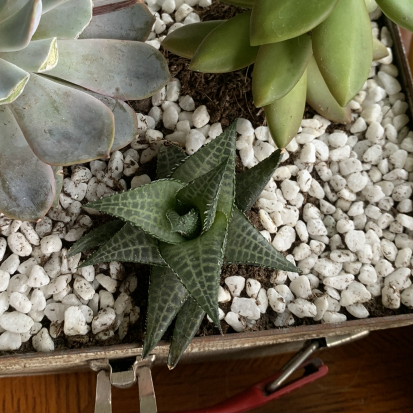 Photo of the plant species Veined Haworthia by @petaltothemetal named Your plant on Greg, the plant care app