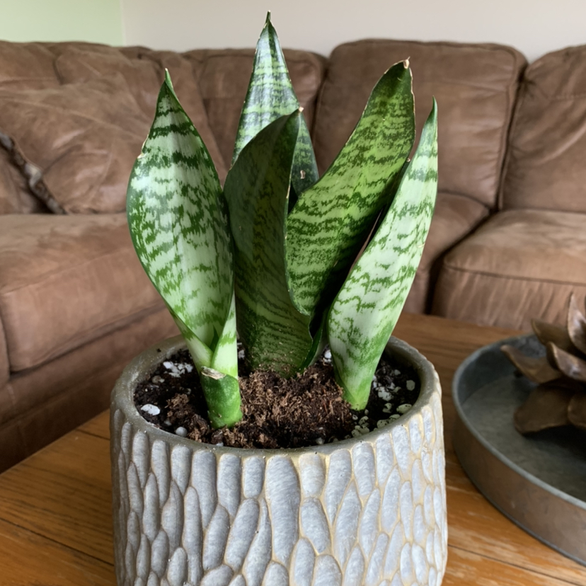 Snake Plant plant photo by @petaltothemetal named Severus on Greg, the plant care app.