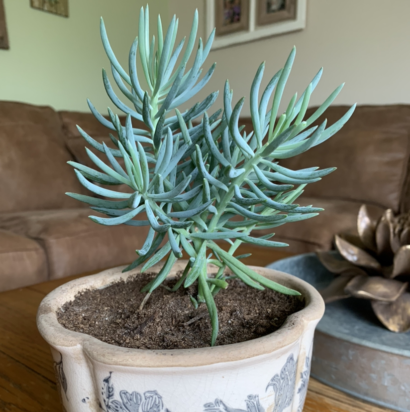 Photo of the plant species Blue Chalk Sticks by @petaltothemetal named Gobi on Greg, the plant care app