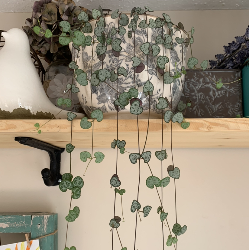 String of Hearts plant photo by @petaltothemetal named Artemis on Greg, the plant care app.