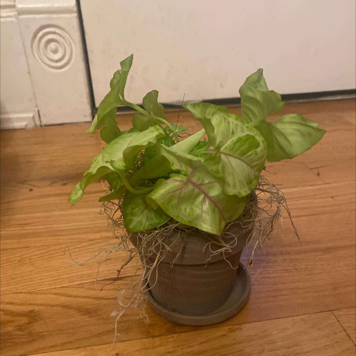 Photo of the plant species Syngonium 'Gold Allusion' by @monetbelle named angel on Greg, the plant care app