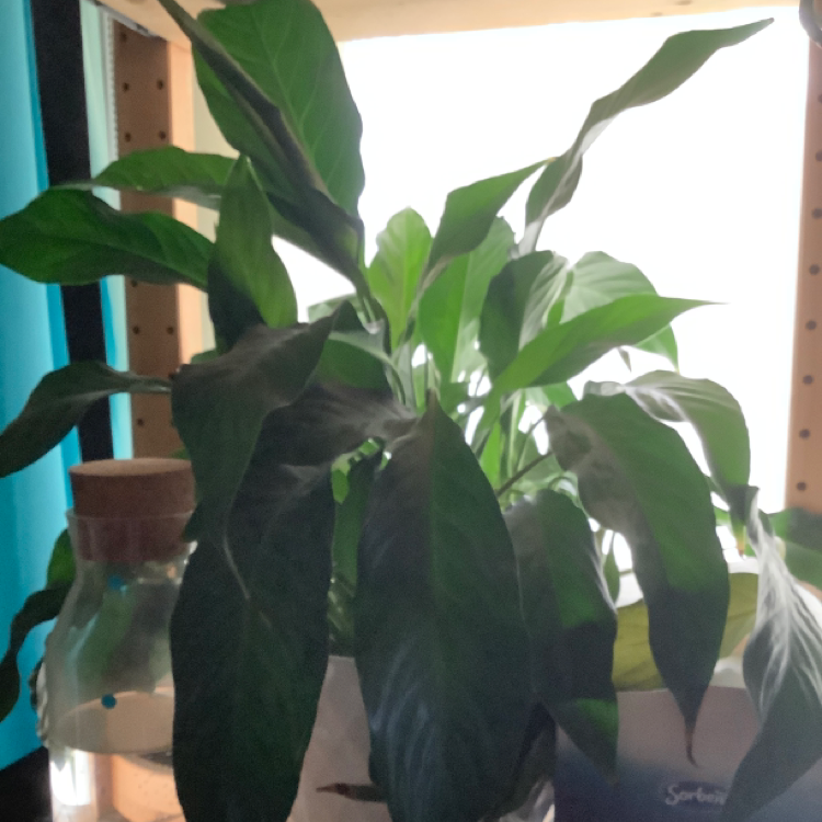 Peace Lily plant photo by @KatieMackey named Jimin on Greg, the plant care app.