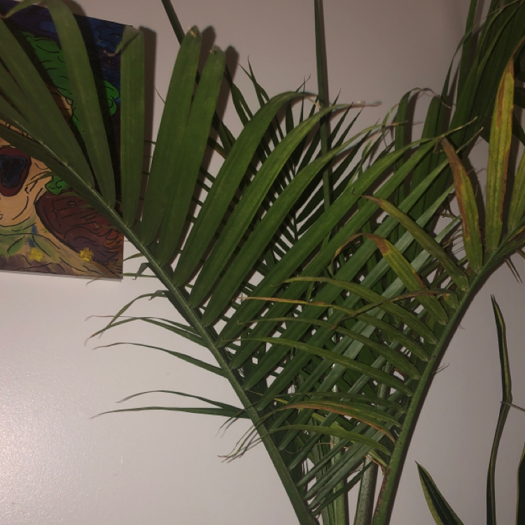 Majesty Palm plant photo by @N.atalyndonaghy named Fernnie on Greg, the plant care app.