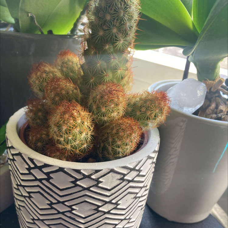 Mammillaria Elongata plant photo by @savagesoush named Walt on Greg, the plant care app.