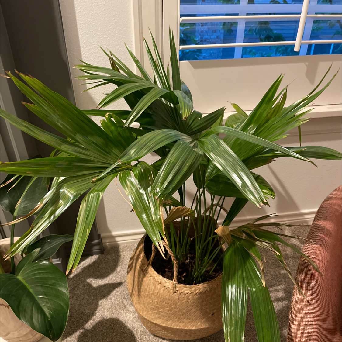 Healthy potted Rhapsis Palm with lush green fronds near a sunny window indoors.