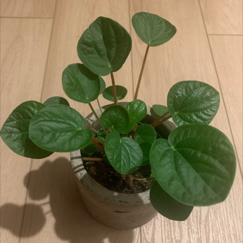 Healthy Rana Verde Peperomia plant in a pot with green leaves.