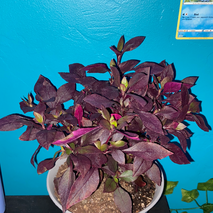 Brazilian Joyweed plant photo by @sydneyradinsky named buzz on Greg, the plant care app.