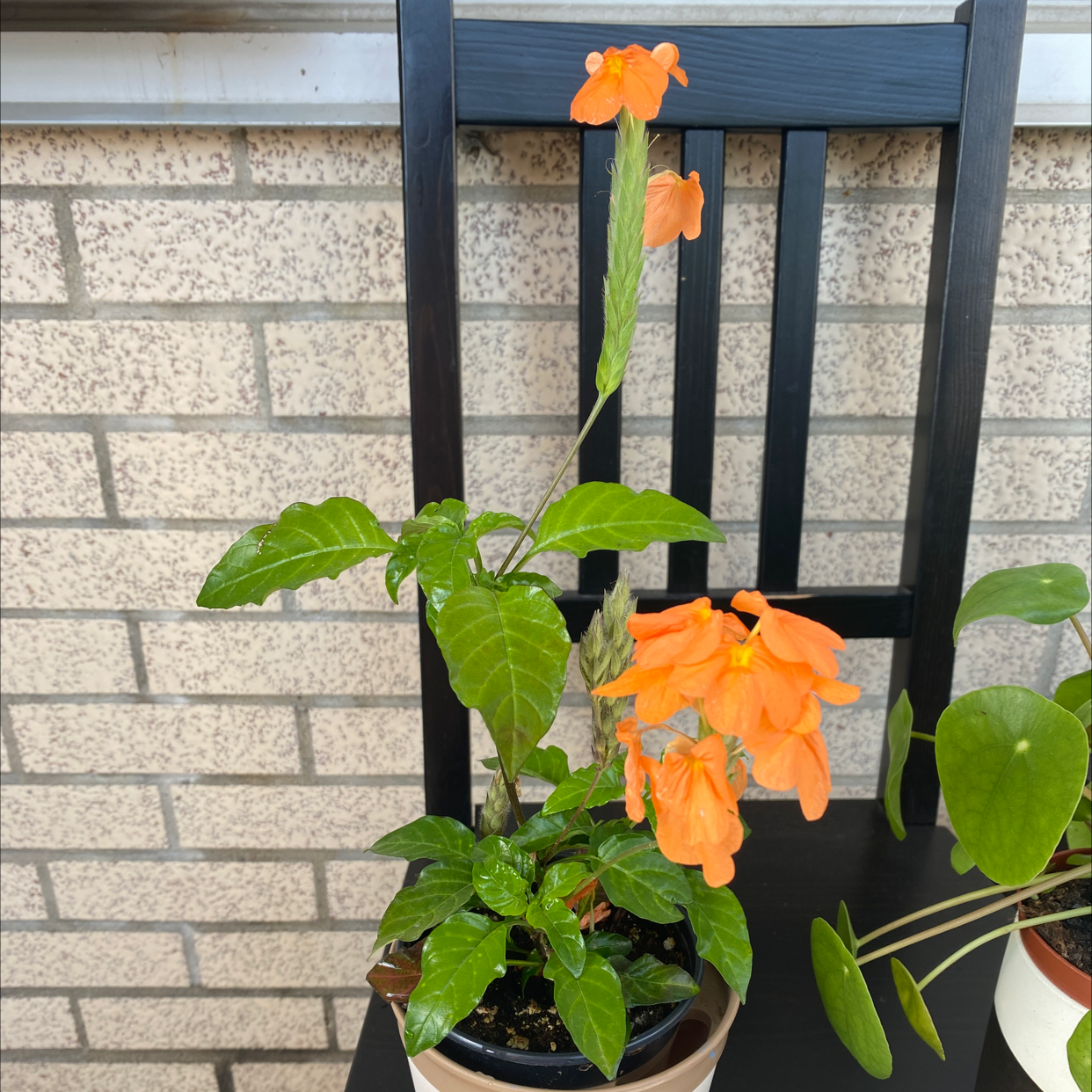 Firecracker Flower plant with vibrant orange flowers in a pot on a chair.