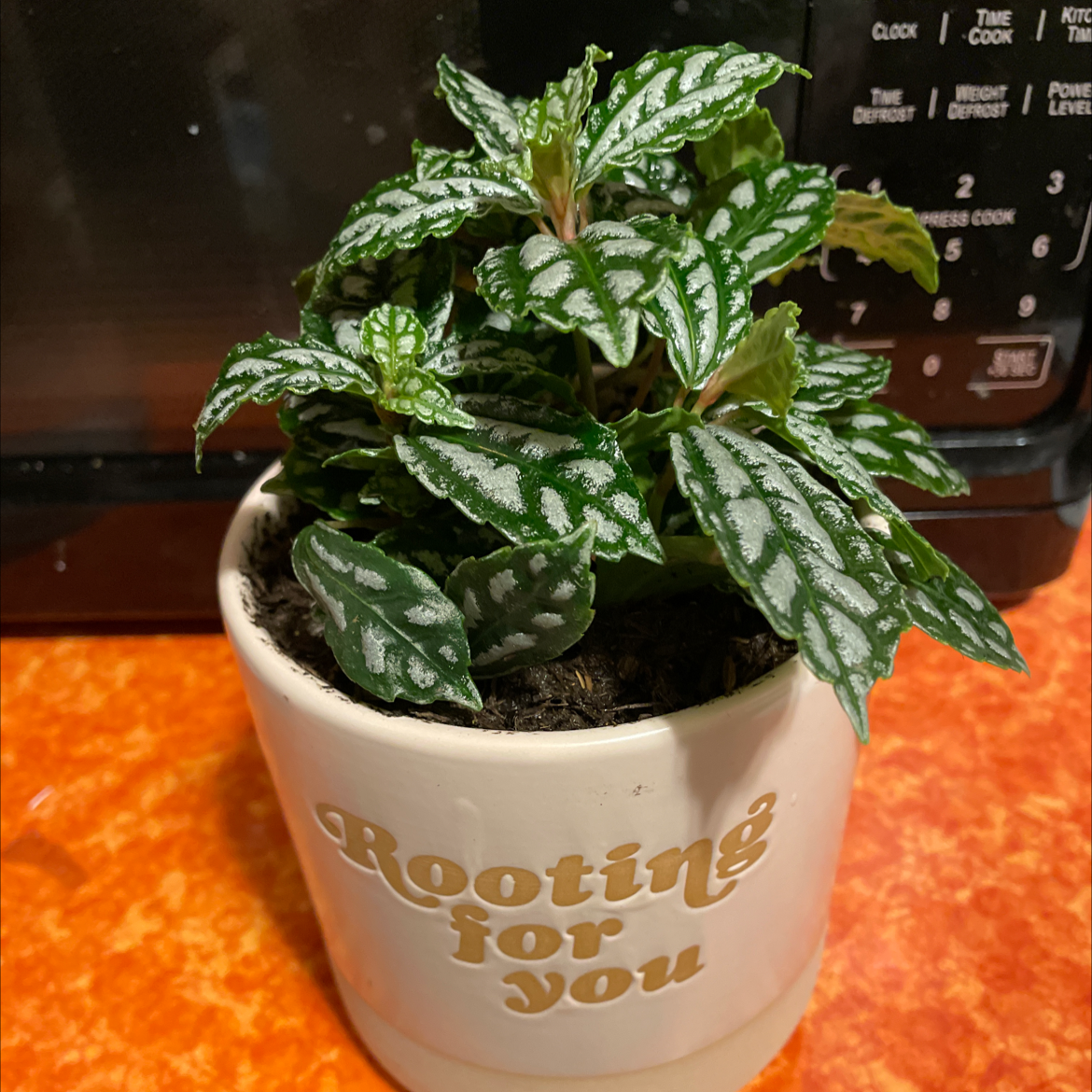 Healthy Aluminum Plant (Pilea cadierei) in a pot with 'Rooting for You' text.