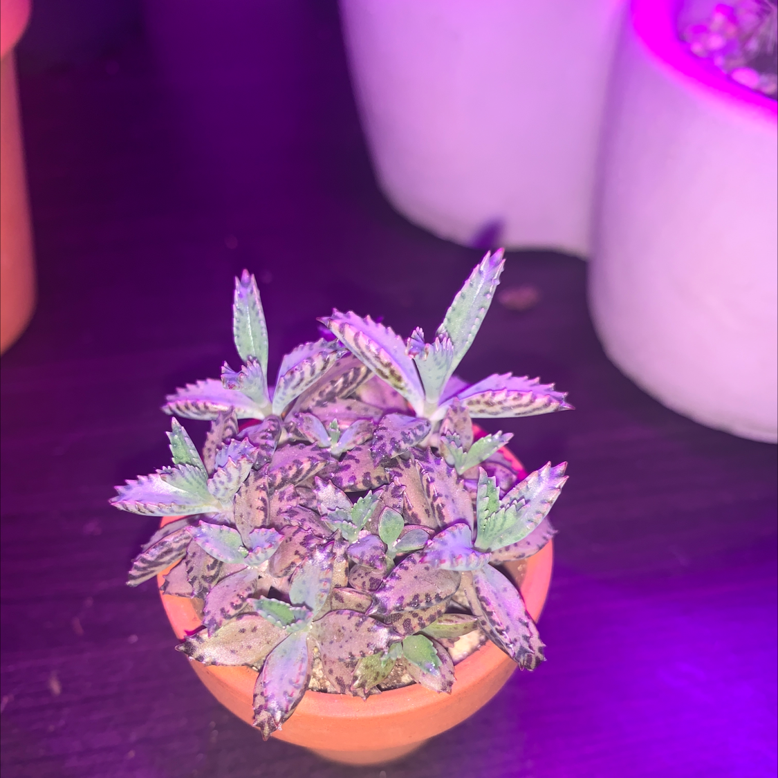 Healthy Mother of Millions succulent in small orange pot, held in a hand, with many small plantlets on purple-tinged leaves.