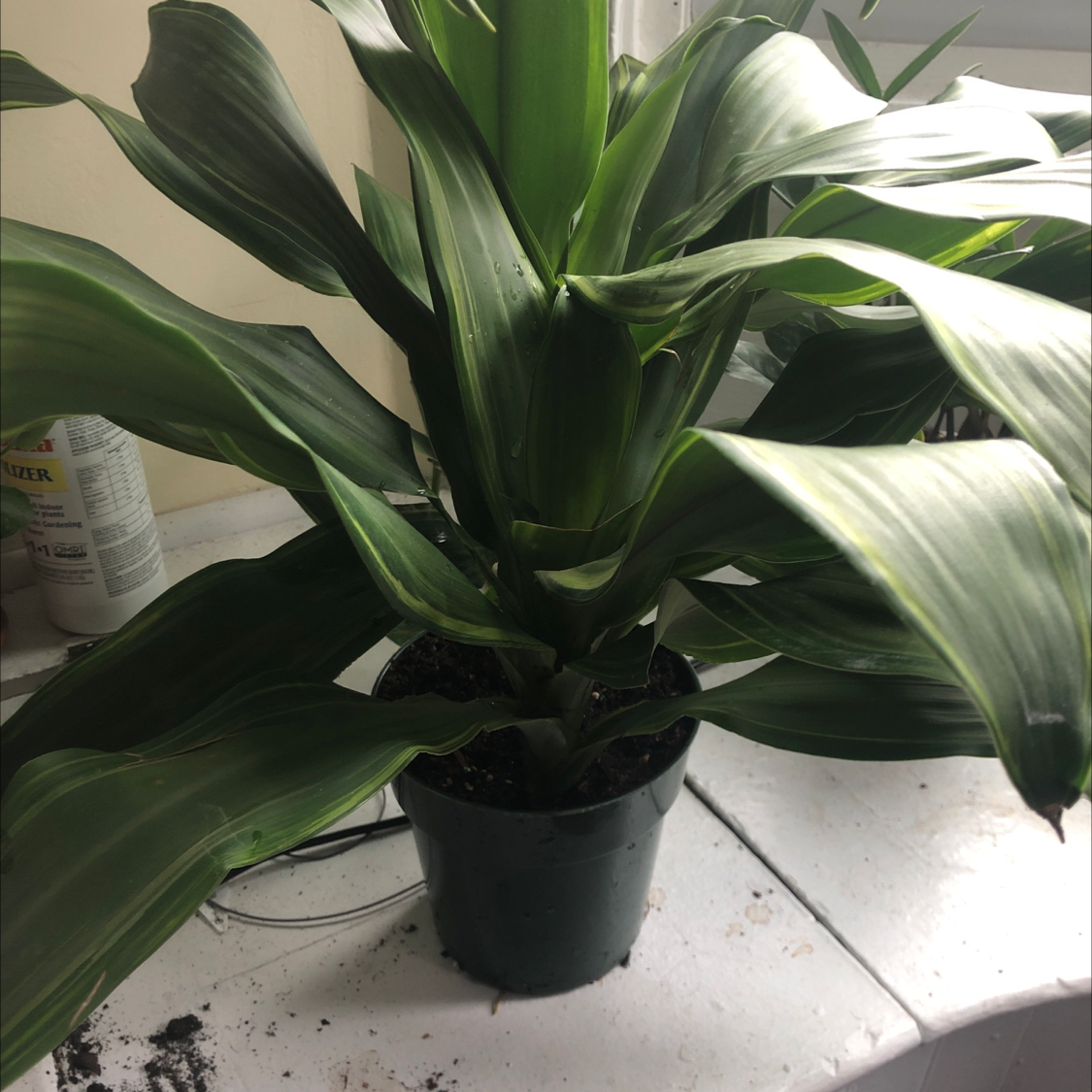 A healthy, thriving cornstalk dracaena plant with glossy green and white striped leaves in a black nursery pot, well-framed and in focus.