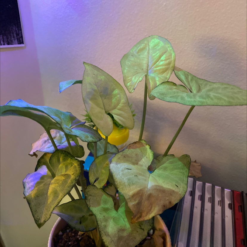 Syngonium 'White Butterfly' plant with yellowing and browning leaves in a pot.