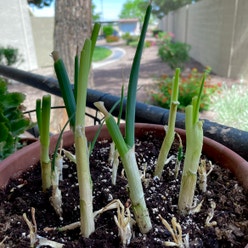 Long Green Onion plant