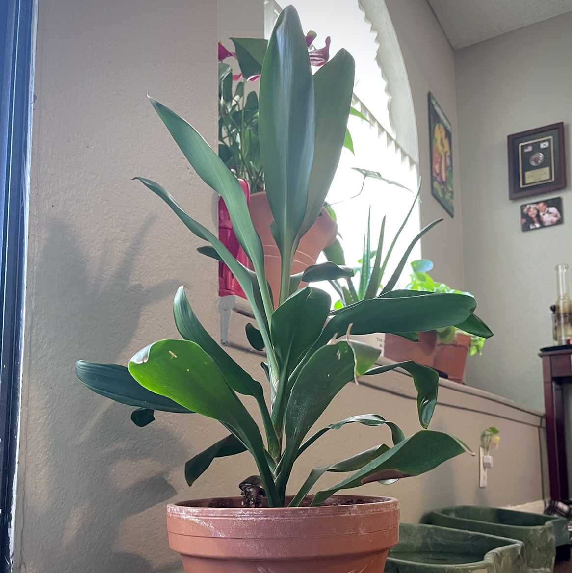 Ti Plant plant photo by @ubepig named T^T on Greg, the plant care app.