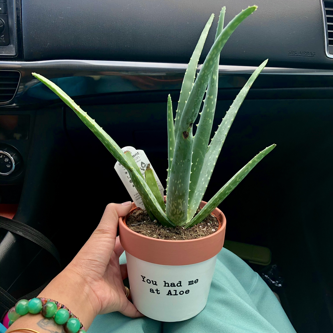 Aloe vera plant photo by @ubepig named Aloe Govna on Greg, the plant care app.