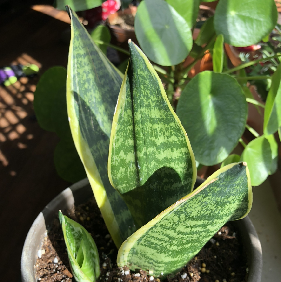 Photo of the plant species Variegated Snake Plant by @ubepig named Tongue on Greg, the plant care app