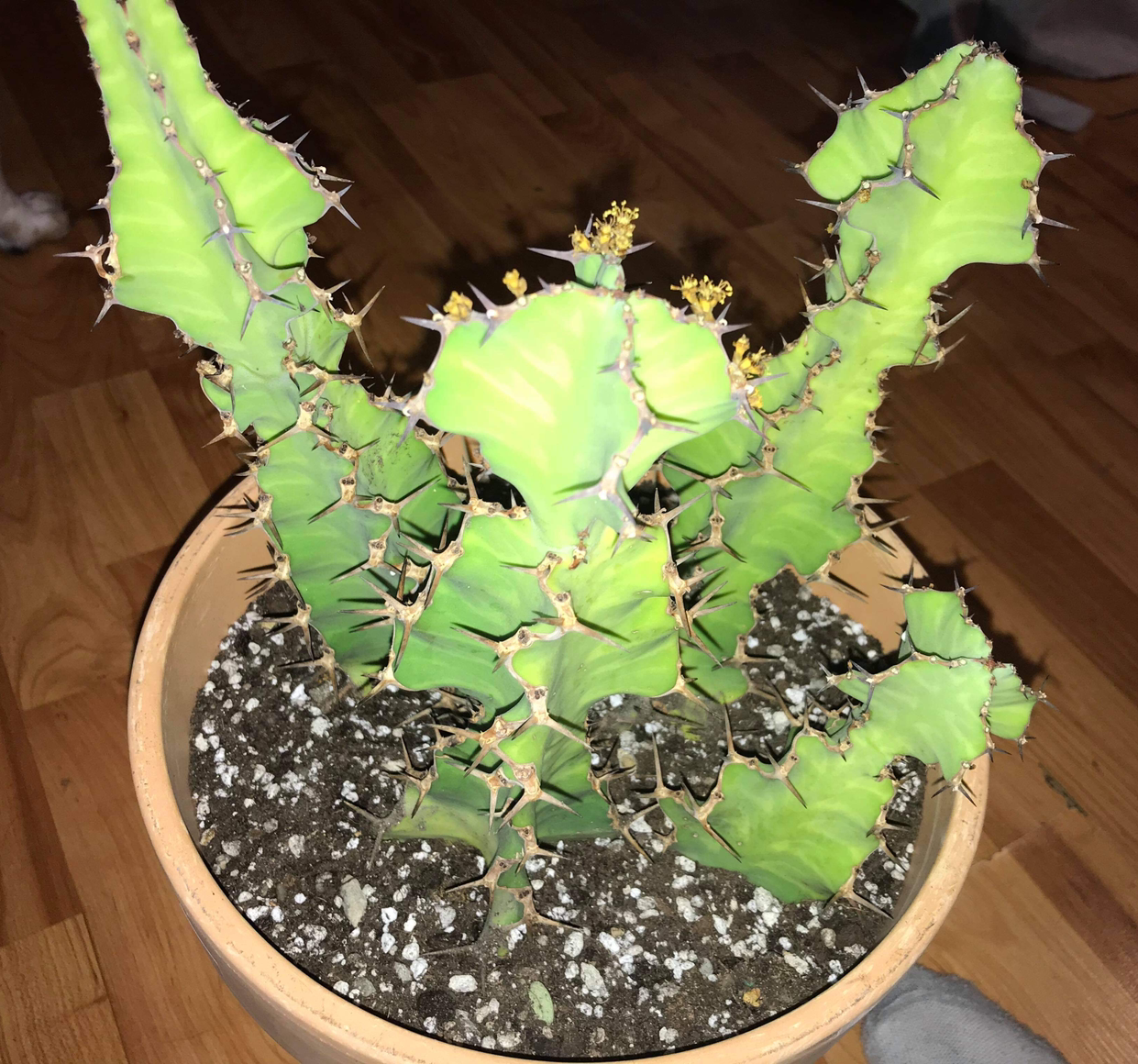 Photo of the plant species Euphorbia 'Zig Zag' by @Atobyne33 named Mr. Stabbers on Greg, the plant care app