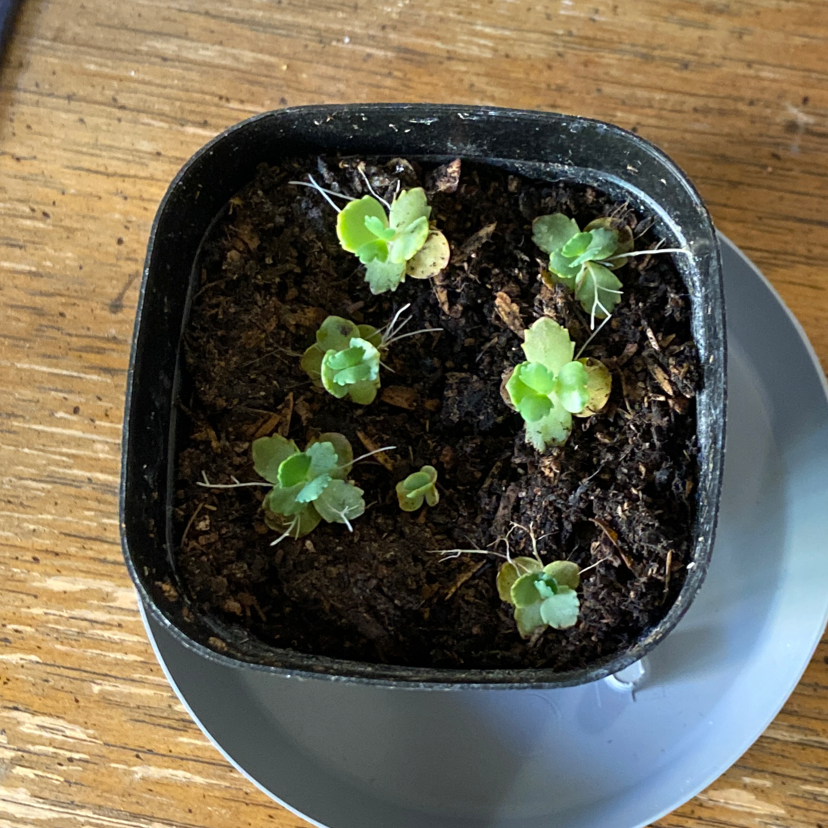 Several healthy Bryophyllum daigremontianum plantlets growing in moist soil in a small gray pot.