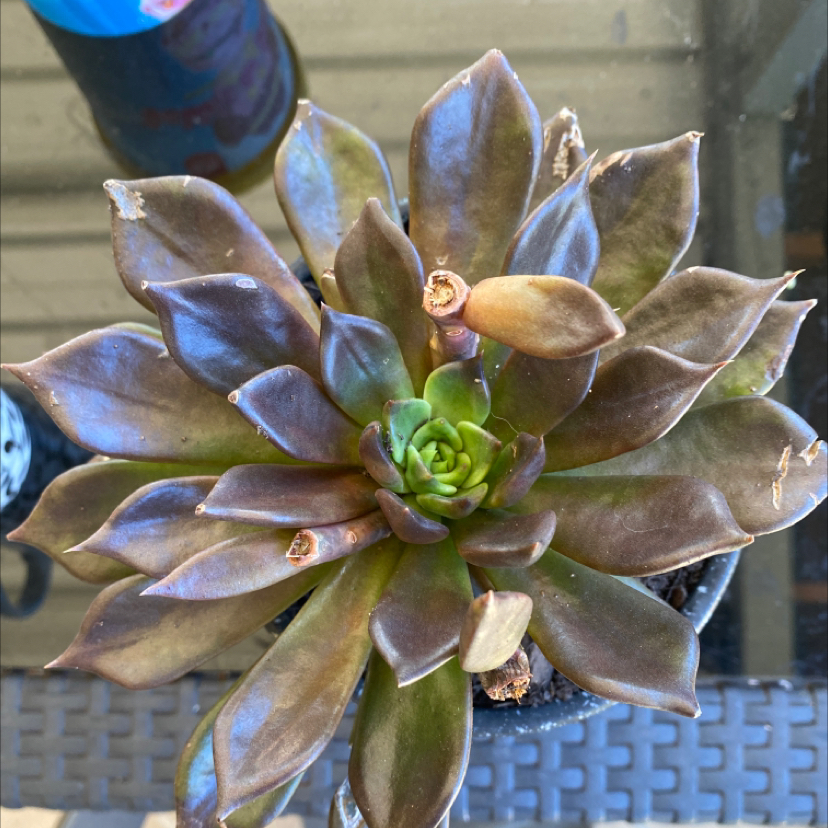 Echeveria 'Black Prince' succulent with dark leaves, some browning, in a pot with visible soil.