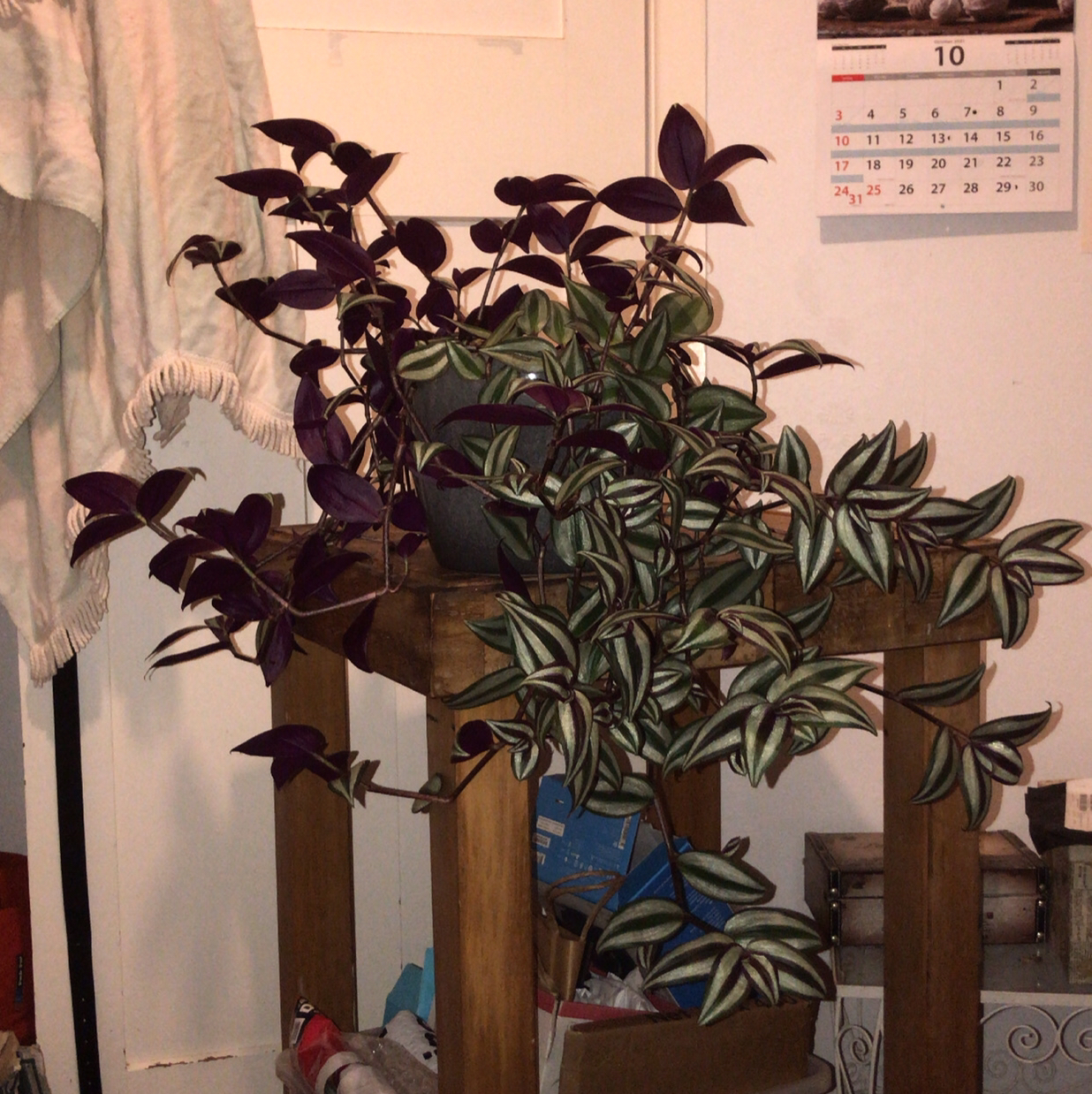 Spiderwort plant photo by @chelalsea named dorothea on Greg, the plant care app.