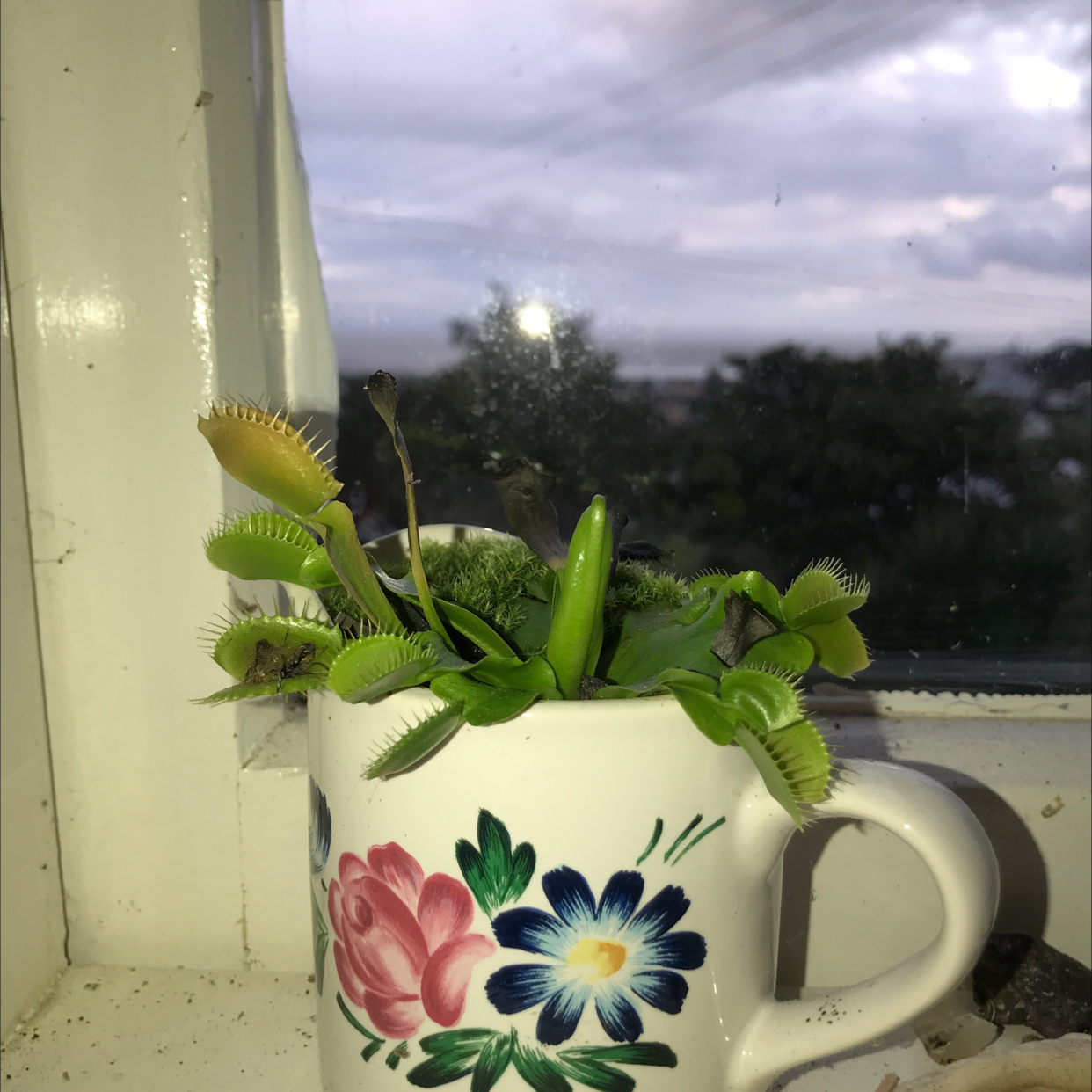 Red Piranha plant photo by @chelalsea named ivy on Greg, the plant care app.