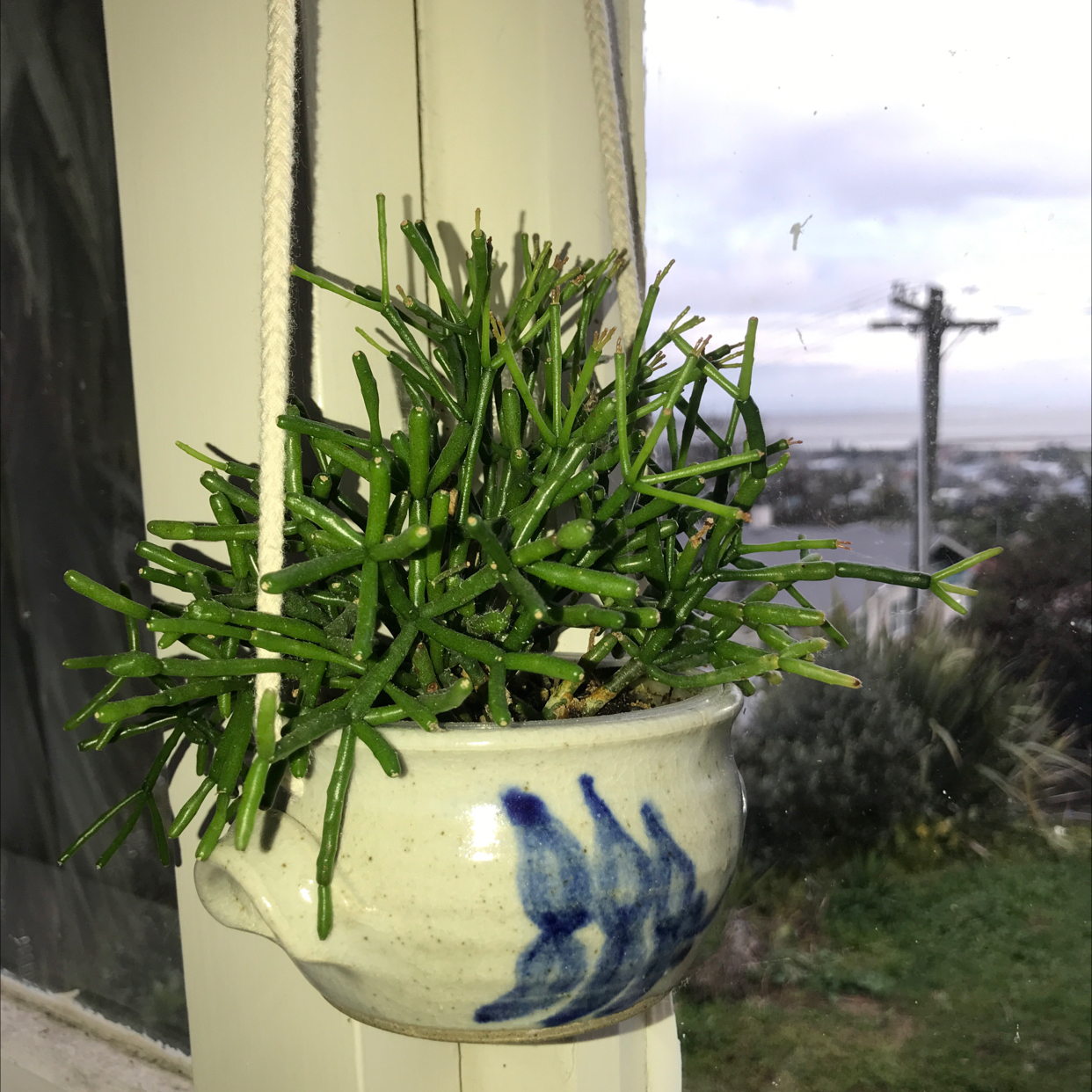 Dancing Bones plant photo by @chelalsea named frankie on Greg, the plant care app.
