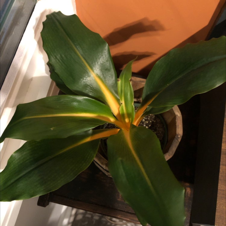 Photo of the plant species Green Orange Spider Plant by @Atlas37 named Clementine on Greg, the plant care app
