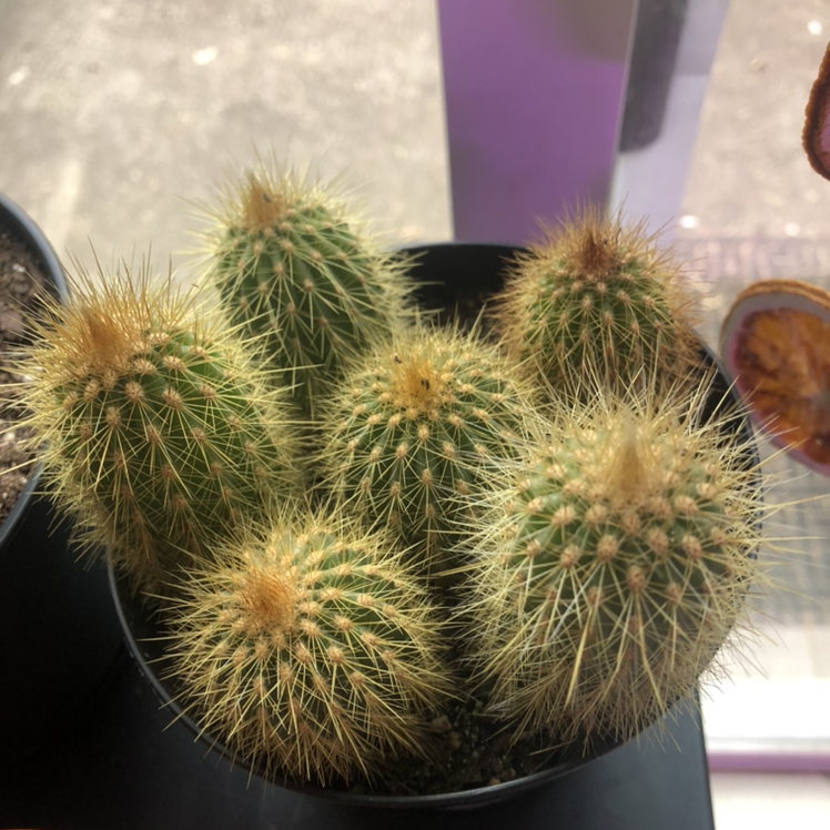Golden Barrel Cactus plant photo by @caiitsx named Diglett on Greg, the plant care app.