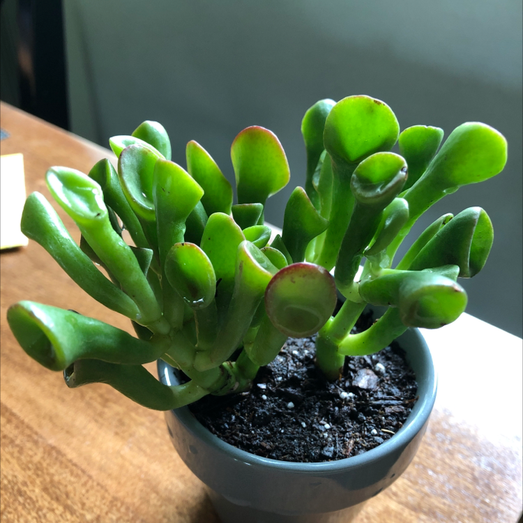 Photo of the plant species Finger Jade by @caiitsx named Shrek on Greg, the plant care app